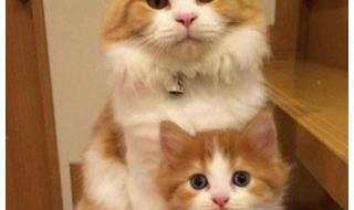公猫和母猫怎么区别小的时候 公猫母猫的区别
